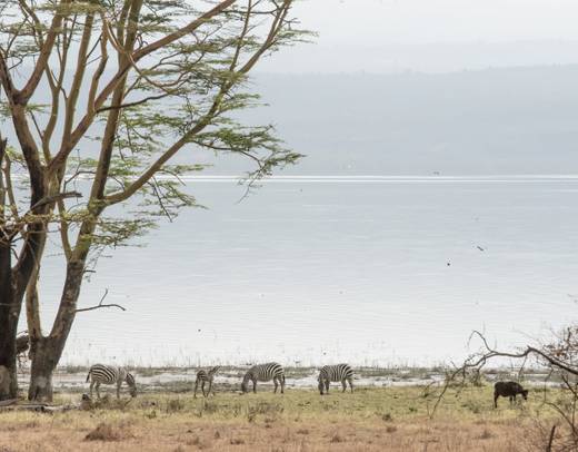 Masai Mara, Lake Nakuru & Elementaita Private Tour